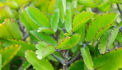 11 Surprising Benefits of The Miracle Leaf of Life - sharingideas.me