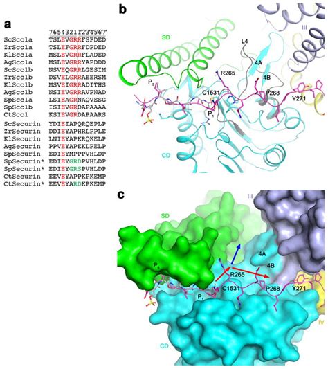 Molecular Mechanism For The Regulation Of Yeast Separase By Securin