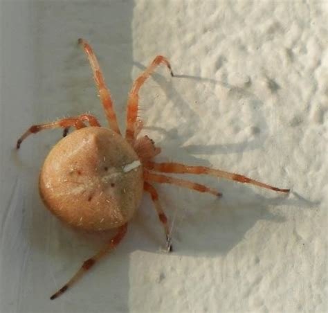 Large Fat Spider In Concord California Araneus Bugguidenet