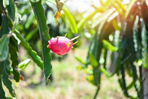 Premium Photo | Dragon fruit on the dragon fruit tree waiting for the ...