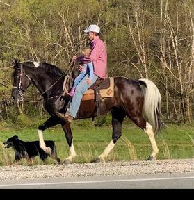 Gaited Spotted Saddle Horses for sale in Kentucky | HorseClicks