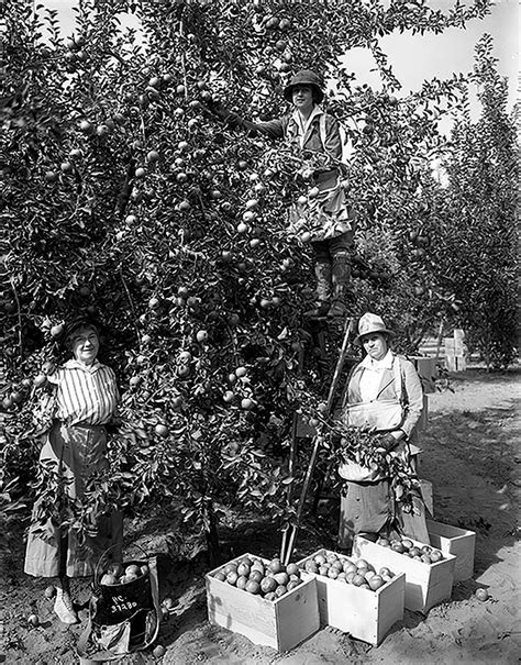 Apple Farming In Washington