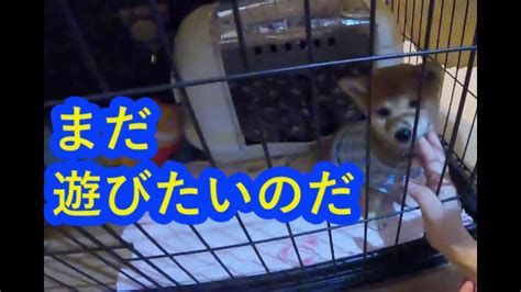 眠いけど遊び足りない子犬【豆柴】コンは駄々をこねて可愛いキュン声を発する Youtube