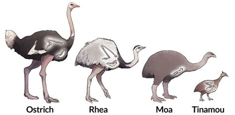 Evolution Of Flightless Birds Emus And Ostriches