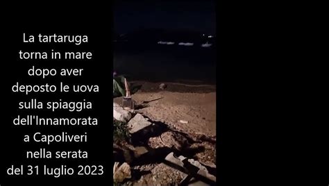 La Tartaruga Torna In Mare Dopo Aver Deposto Le Uova Video Dailymotion