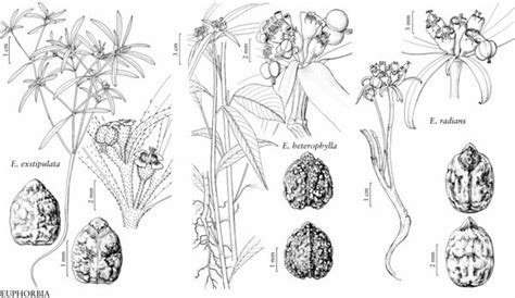 Euphorbia heterophylla - FNA