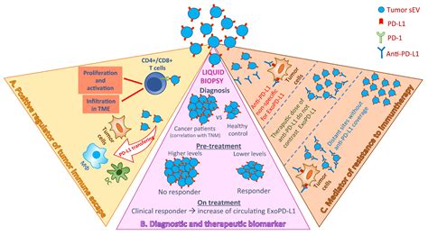 Extracellular Vesicles And Tumor Immune Escape Biological Functions