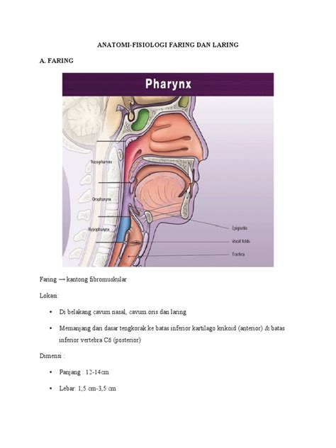 Anatomi Faring Laring Pdf