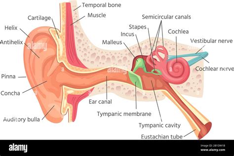 Anatomia Dell Orecchio Umano Struttura Interna Delle Orecchie