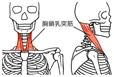 30秒で激変一瞬でフェイスラインが劇的にスッキリ指で軽く抑えるだけの胸鎖乳突筋ほぐし ヨガジャーナルオンライン