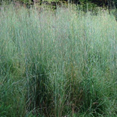 Big Bluestem, Ornamental Grass Seed | Urban Farmer