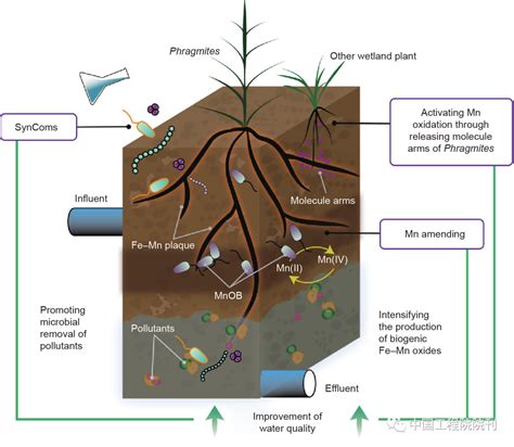 湿地芦苇根系微生物群落组成与环境应用丨engineering手机新浪网