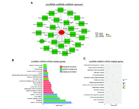 Construction Of The Circrna Mirna Mrna Network A Download