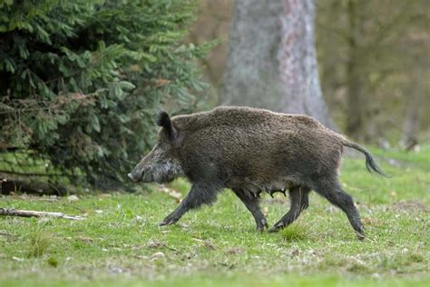 Sorge Vor Der Afrikanischen Schweinepest Wildschweine Sind Ortstreu