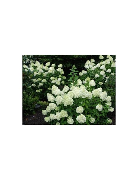 Hortensja Bukietowa Limelight Pbr Hydrangea Paniculata Limelight