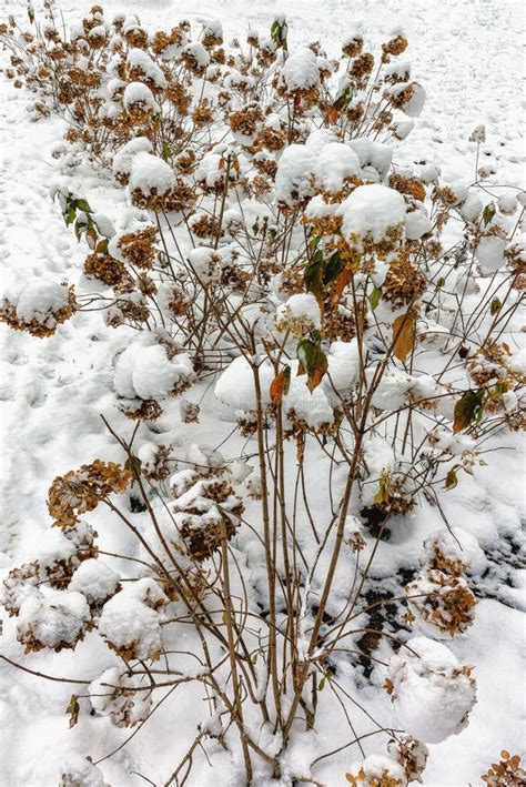 Hydrangea Bushes are Covered with Snow in Winter Stock Photo - Image of ...