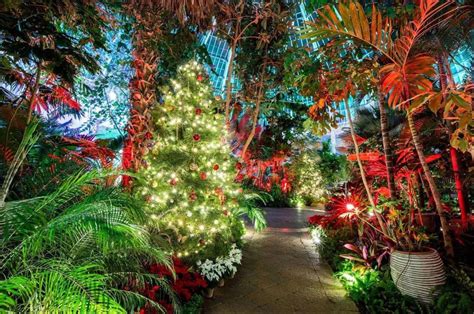 See 100s Of Illuminated ‘magical Poinsettias Orchids At Buffalo