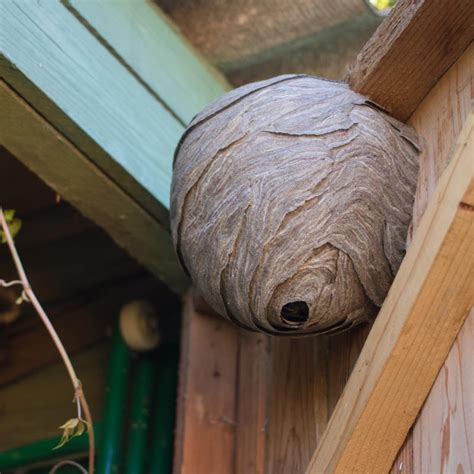 Wasp Nest Removal Key West Pest Control