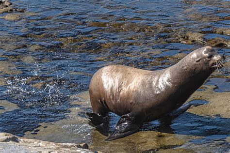 Sea Lions At La Jolla Cove September Sea Lions A Flickr