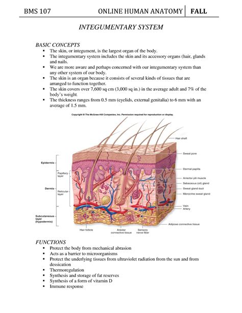 Ch. 5 Integumentary System Anatomy - INTEGUMENTARY SYSTEM BASIC