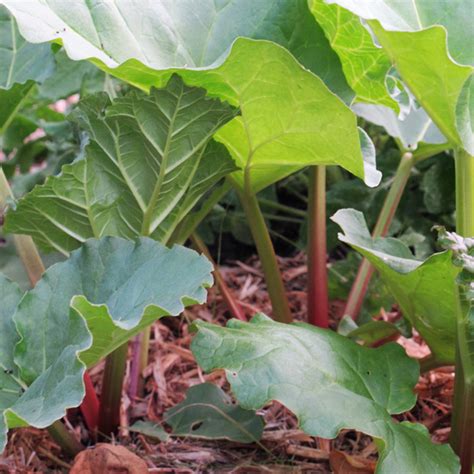 Купить Ревень Valentine - Ревень - GardenPlants