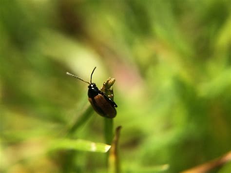 Bug Grass Garden Free Photo On Pixabay Pixabay