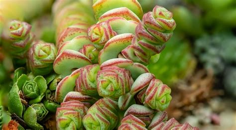 50 Different Types of Crassula Varieties With Names and Pictures