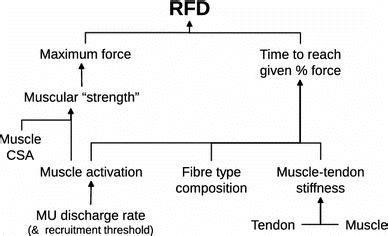 Rate Of Force Development RFD Is Influenced By Numerous Factors