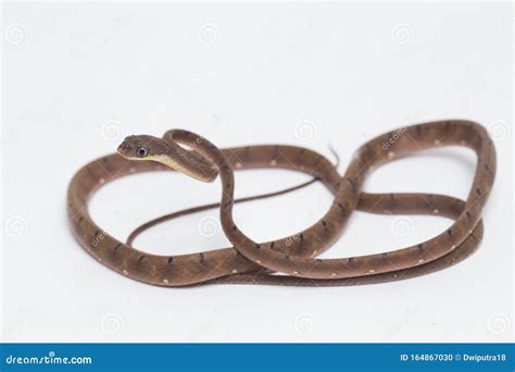 Boiga Drapiezii Commonly Known As The White Spotted Cat Snake Stock