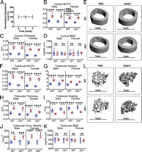 The Effect Of Parathyroid Hormone On Osteogenesis Is Mediated Partly By