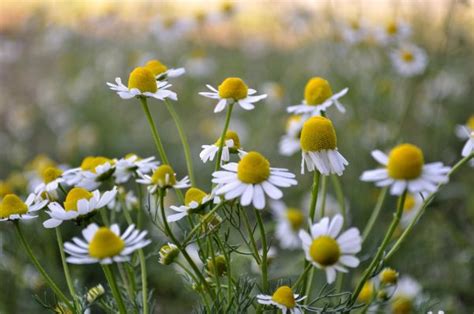 Images Gratuites La Nature Herbe Champ Prairie Prairie Fleur