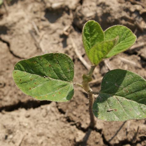 Septoria Brown Spot In Soybeans Syngenta Canada