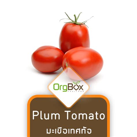 Organic Plum Tomato G Orgbox Thailand