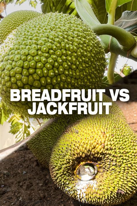 Breadfruit VS Jackfruit What S The Difference