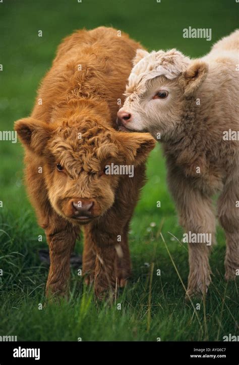 Highland Cattle calves Scotland Stock Photo - Alamy