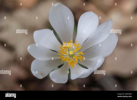 Canadian Bloodroot Sanguinaria Canadensis Emsland Lower Saxony