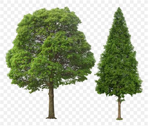 Tree Adobe Photoshop Psd Image Png 800x703px Tree Biome Branch Conifer Evergreen Download