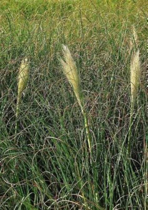 X Cortaderia Selloana Pumila Dwergpampasgras Pot X Cm Bol