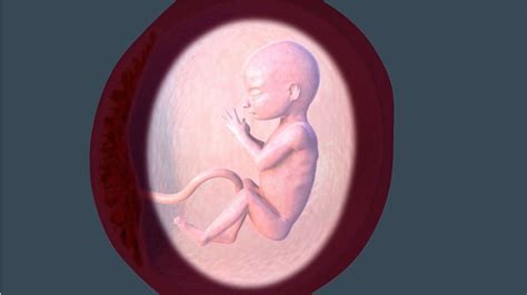 Third Trimester Fetal Development: Images of Your Growing Baby | Parents