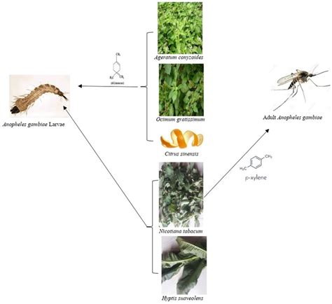 Anopheles Gambiae Life Cycle