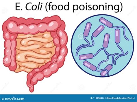 A Vector of E Coli Bacteria Stock Illustration - Illustration of body ...