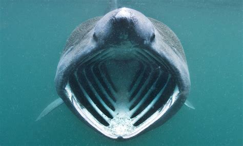 Unmasking the Basking Shark - Mayne Island Conservancy
