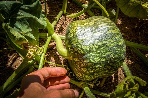 Burgess Buttercup Winter Squash Seeds The Plant Good Seed Company