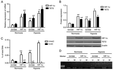 Effects of HIF 1α overexpression on gene methylation status in KG 1