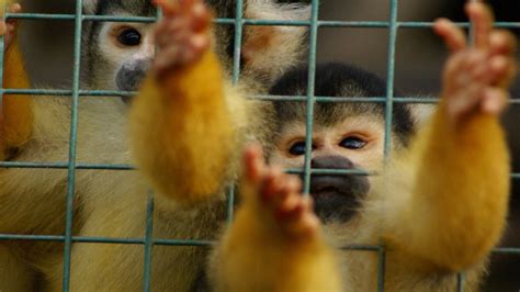 Traffico Illecito Di Animali Selvatici Un Pericolo Per La Salute Umana