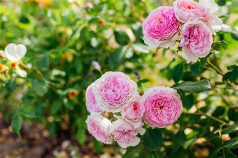 Plantes Qu Il Faut Absolument Tailler En Juillet Elles Ne Seront