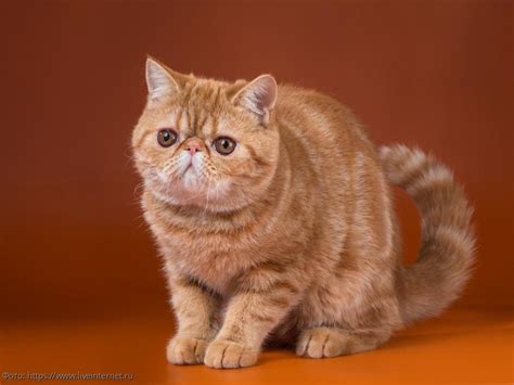 5 пород кошек, за которыми легко ухаживать