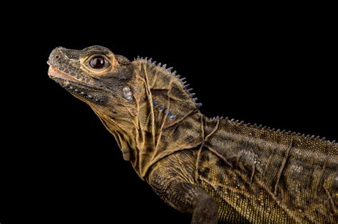 The Philippine Sailfin Lizard Hydrosaurus Pustulatus Joel Sartore