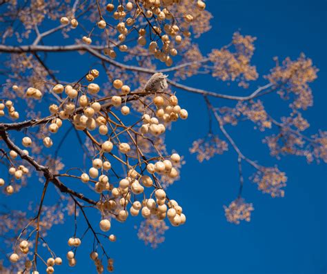 Chinaberry Tree Symbolism: Meaning and Significance