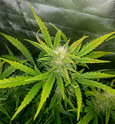 [gwe] Why Are My Cannabis Leaves Curling Up 💪🍂🌳😲